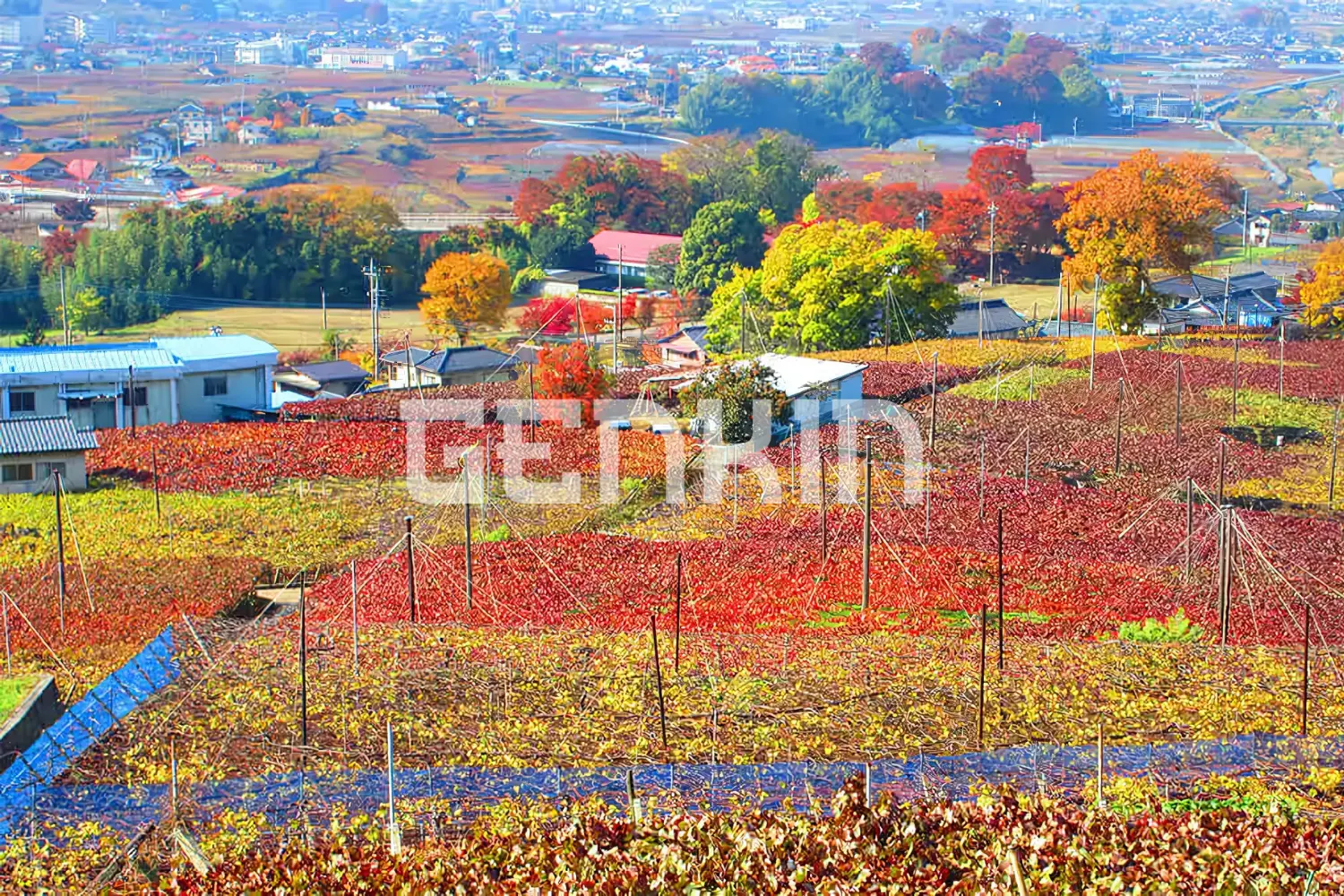 Vườn Nho Katsunuma Budokyo