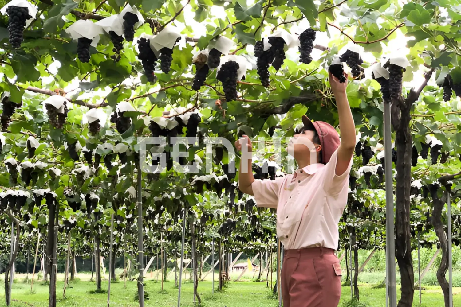 Vườn Nho Chateau Mercian